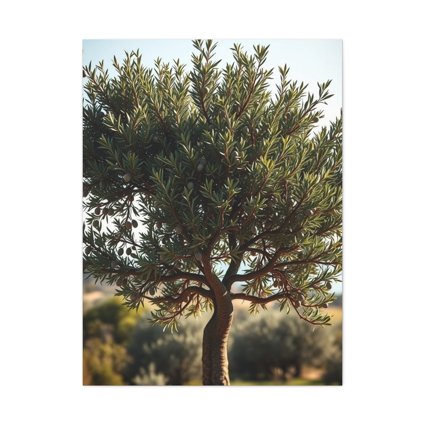 Supreme Olive Tree Art Wall Art & Canvas Print