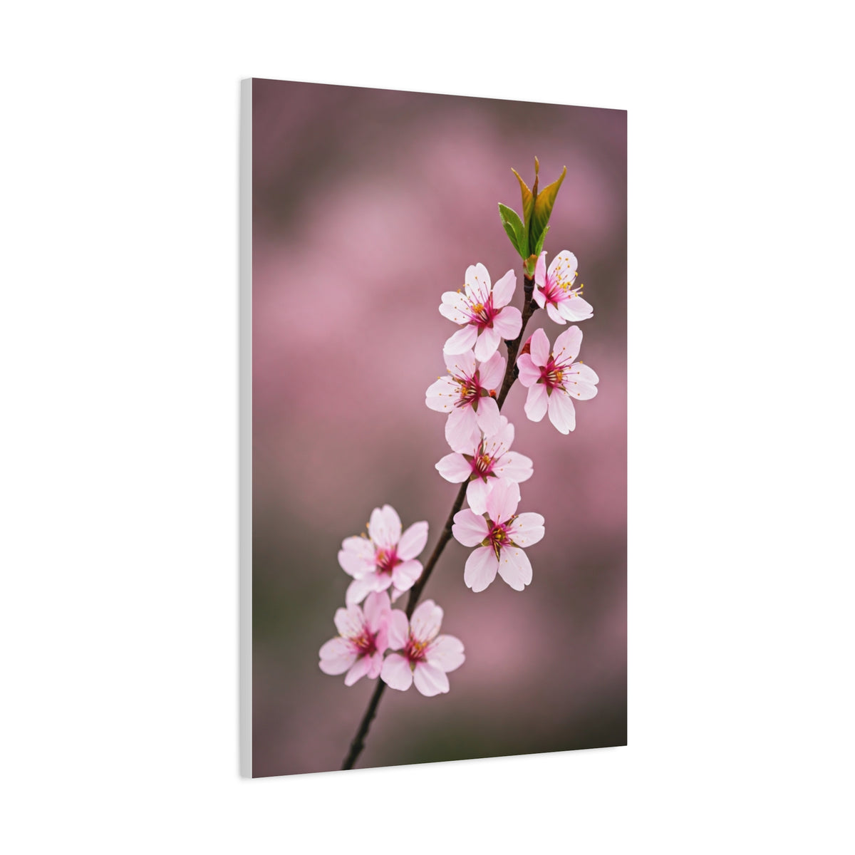 Soft Macro Cherry Blossom Floral Photography Wall Art & Canvas Prints