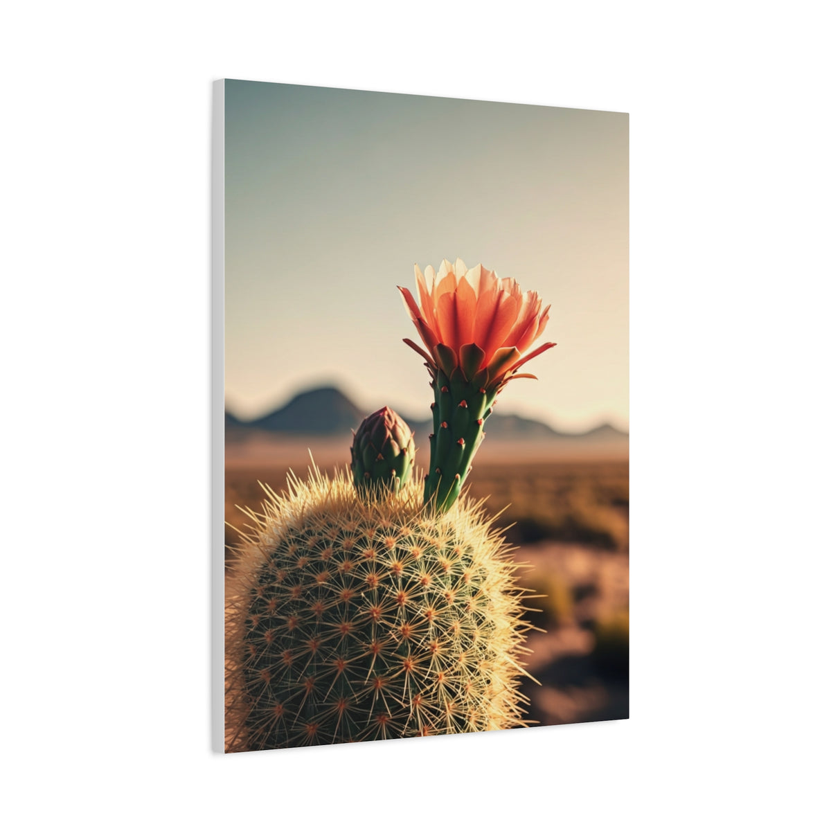 Golden Hour Desert Cactus Blossom Wall Art & Canvas Prints