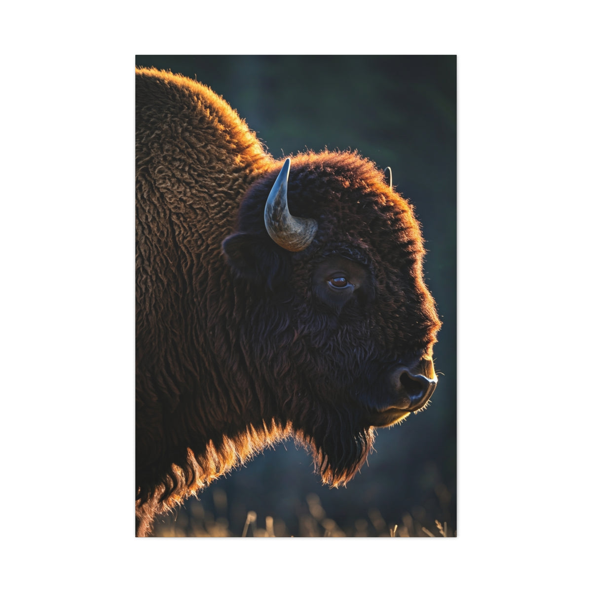 Backlit Bison Silhouette with Glowing Fur Edges Wall Art & Canvas Print