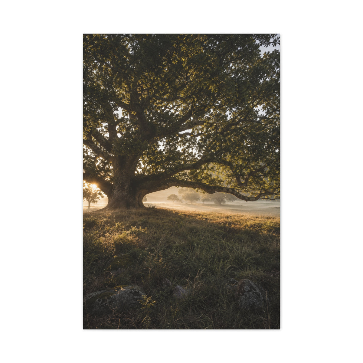 Ancient Oak Golden Dawn Landscape Trees Wall Art & Canvas Print