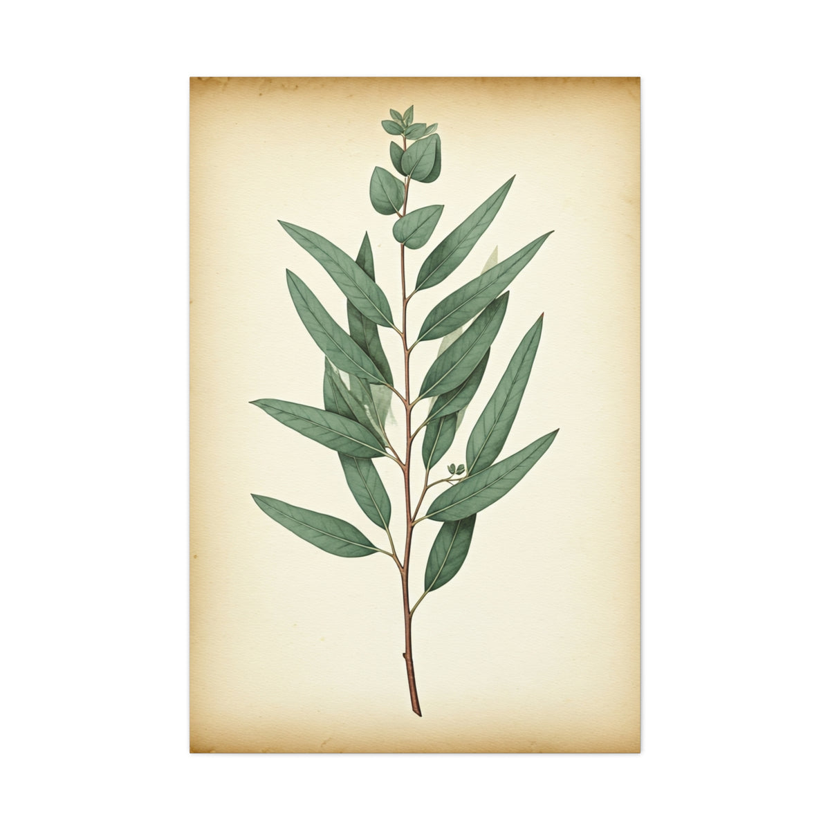 Eucalyptus Branch Illustration Wall Art & Canvas Prints