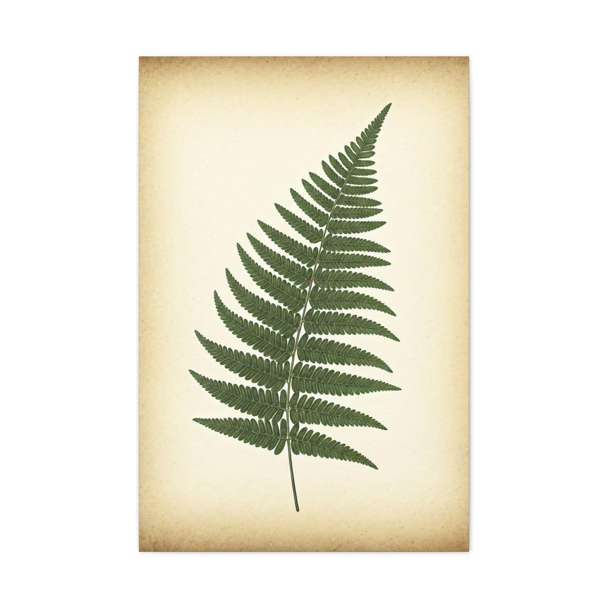 Fern Frond Illustration Wall Art & Canvas Prints