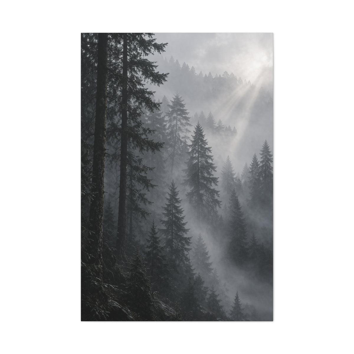 Misty Pine Forest Light Wall Art & Canvas Print