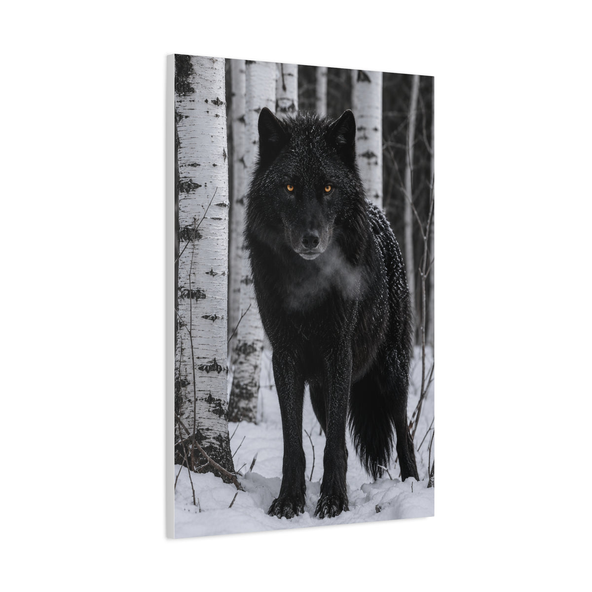 Midnight Black Wolf Aspen Forest Portrait Wall Art & Canvas Print