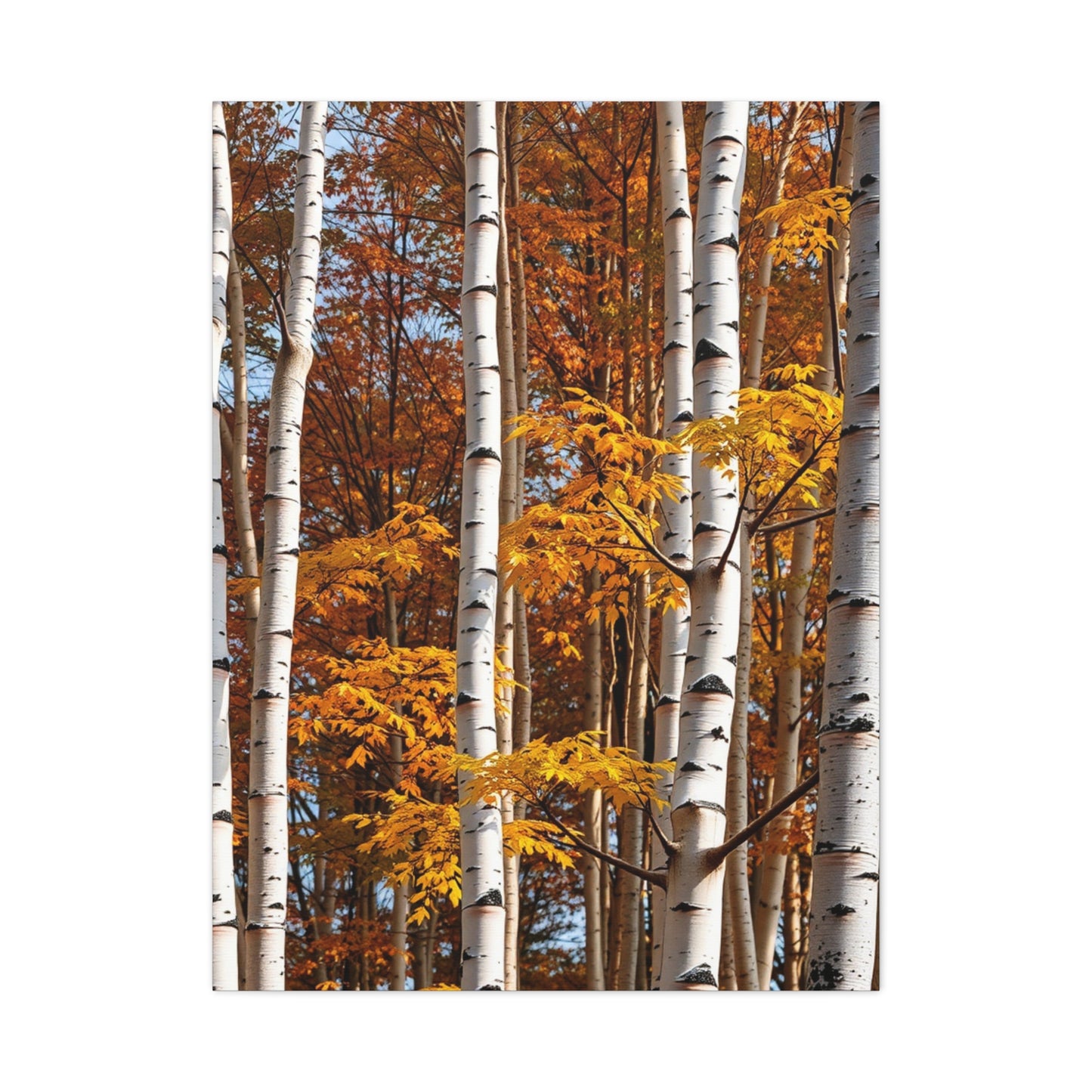 Aspen Tree Art Refined Canvas Wall Art & Canvas Print