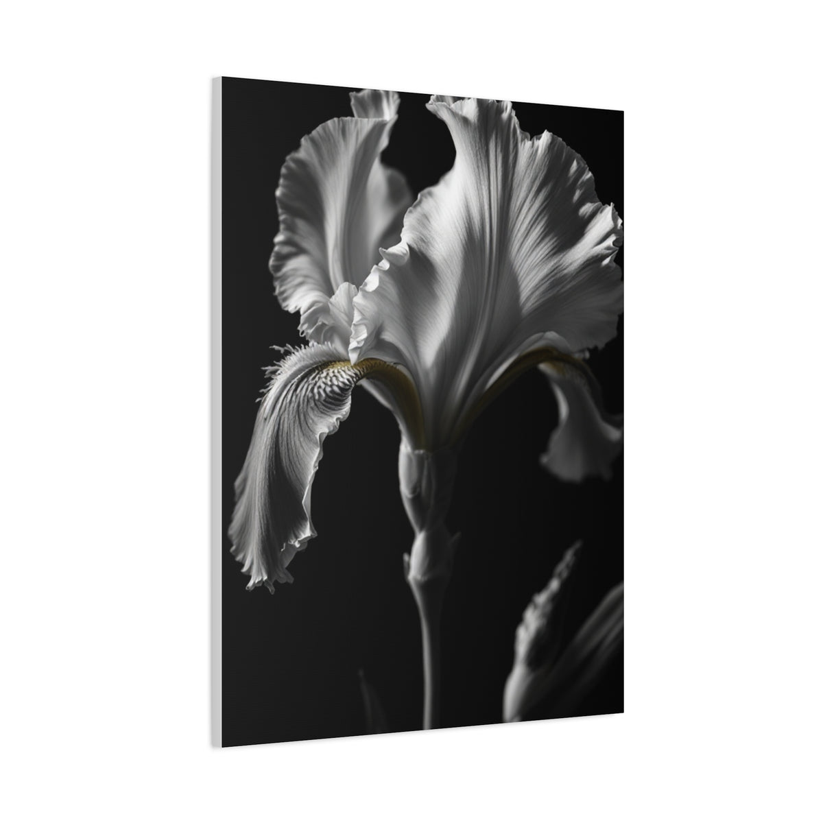 Elegant Iris in Shadowed Light Wall Art & Canvas Prints