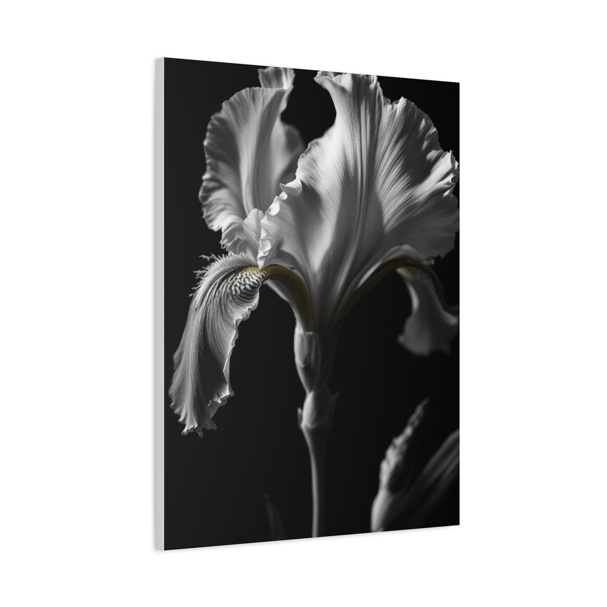 Elegant Iris in Shadowed Light Wall Art & Canvas Prints