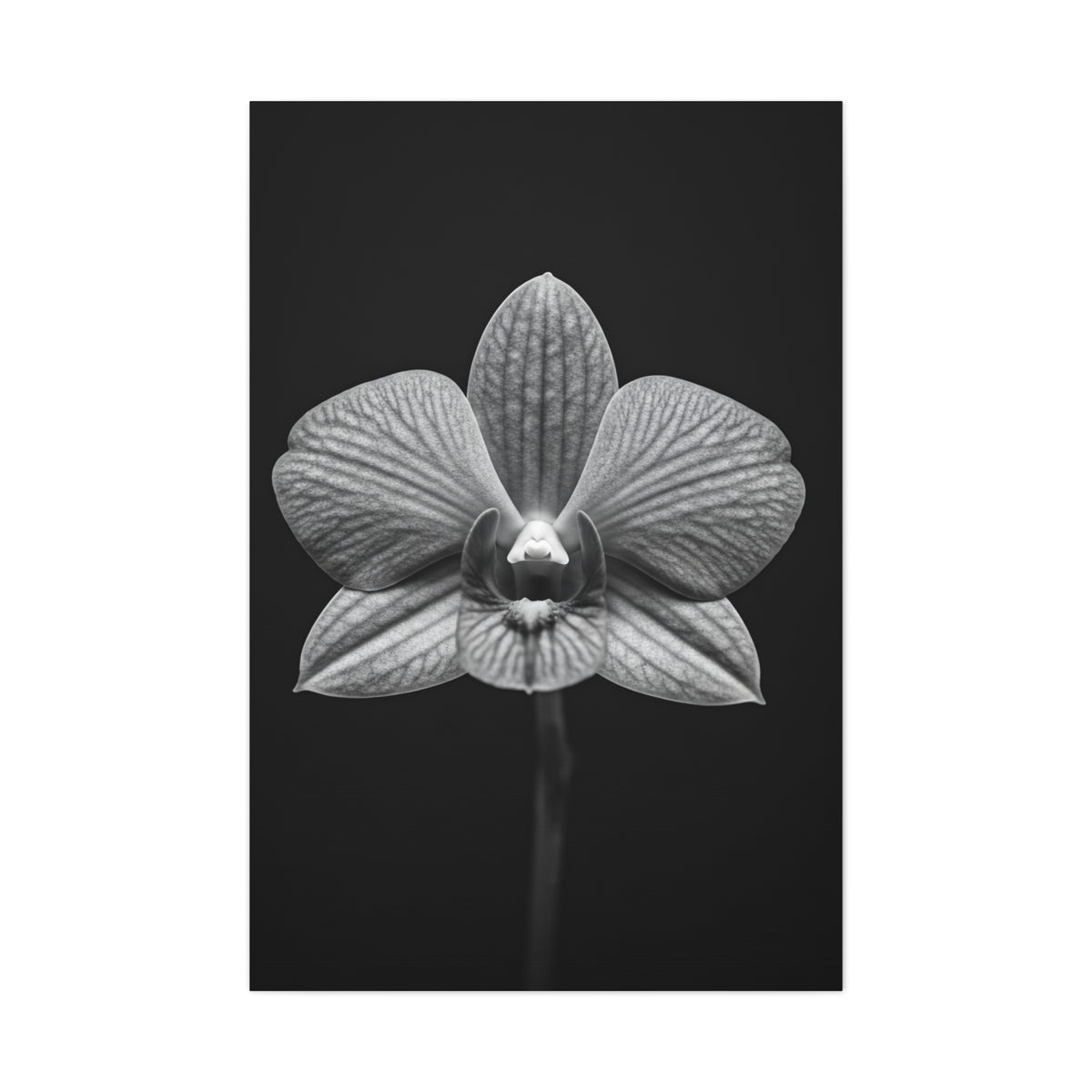 Orchid Serenity Study Wall Art & Canvas Prints
