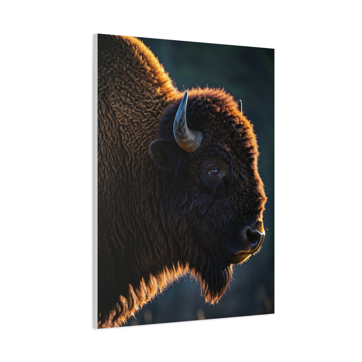 Backlit Bison Silhouette with Glowing Fur Edges Wall Art & Canvas Print