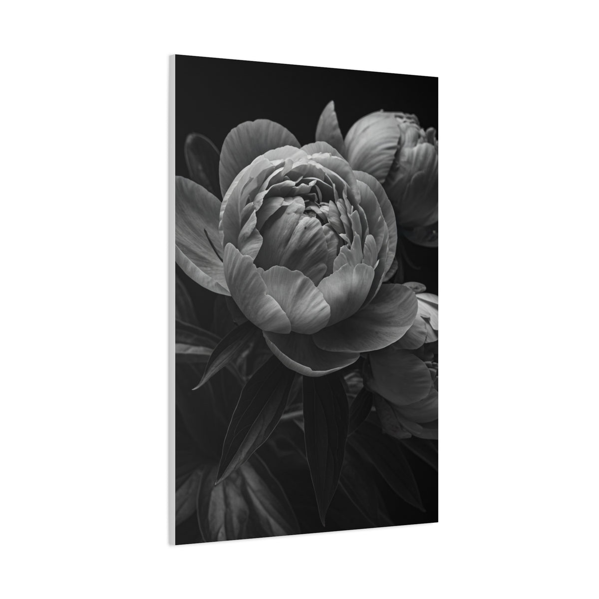 Peony Close-Up in Black and White Wall Art & Canvas Prints