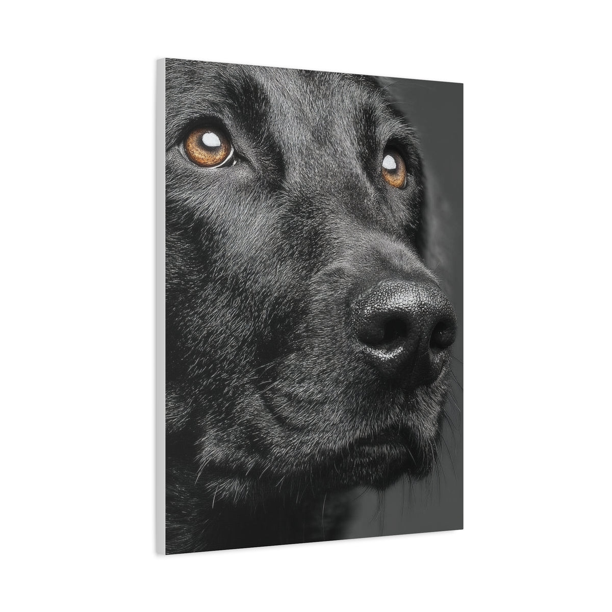 Black Labrador Fine Art Close-Up Wall Art & Canvas Print