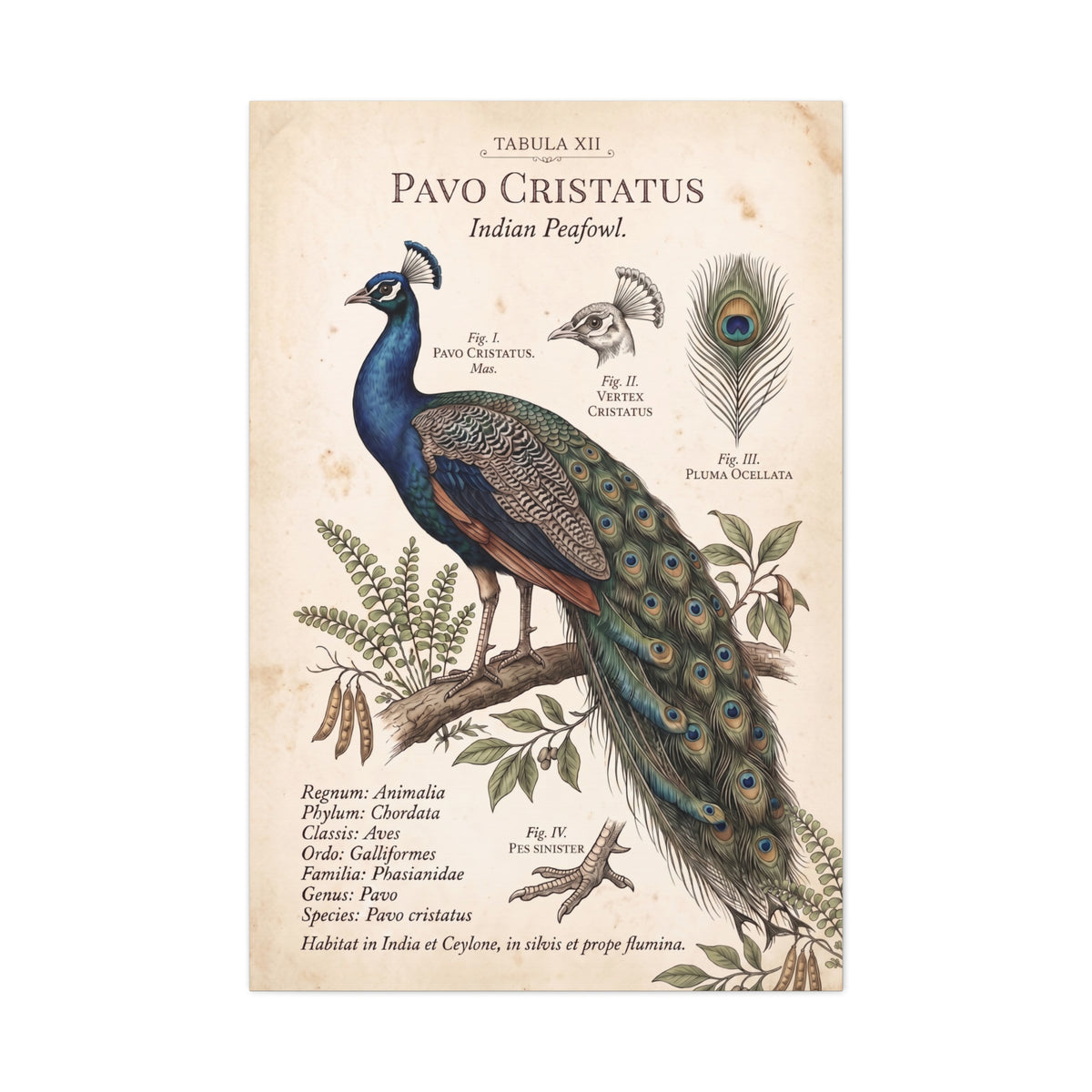 Vintage Natural History Peacock Study Wall Art & Canvas Print