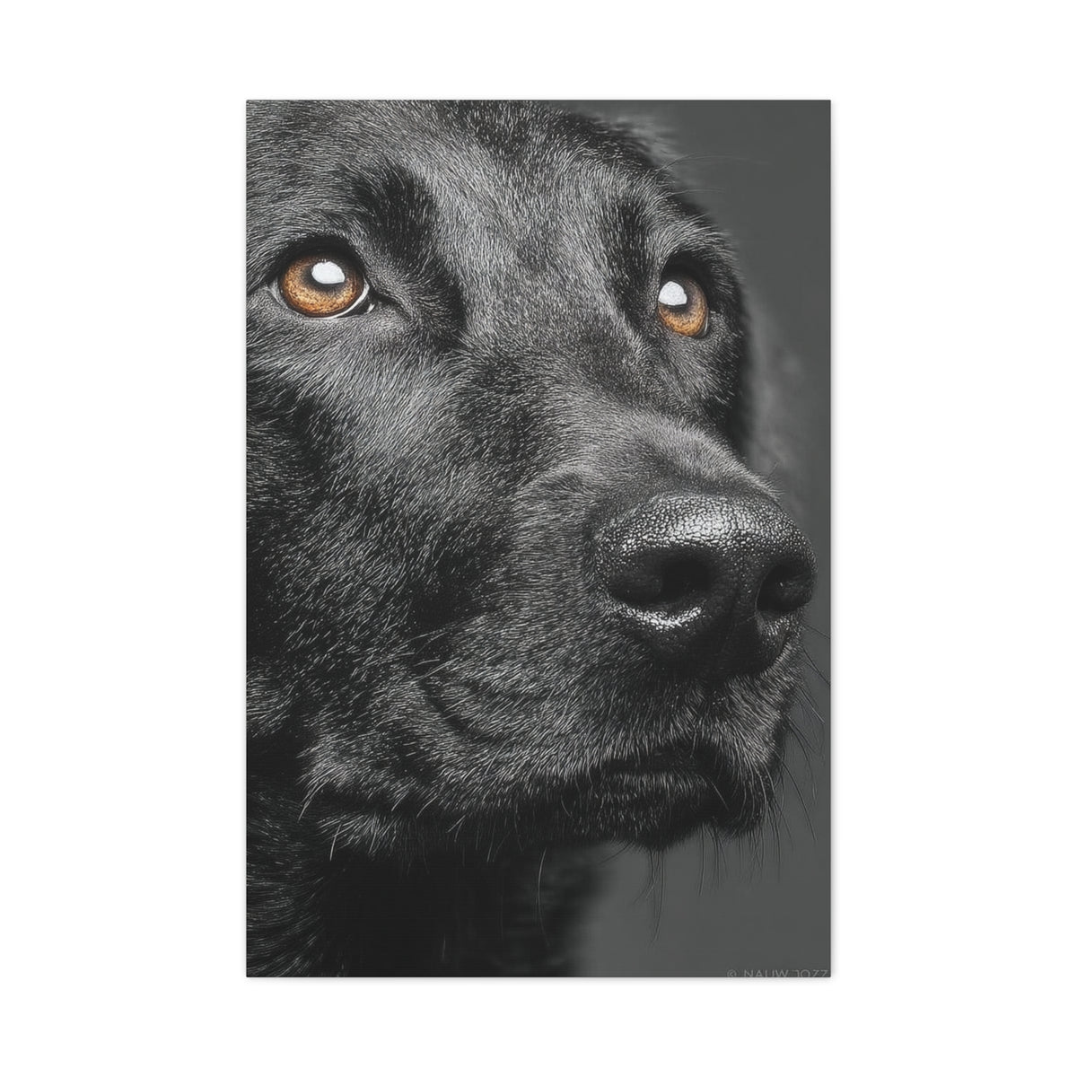 Black Labrador Fine Art Close-Up Wall Art & Canvas Print