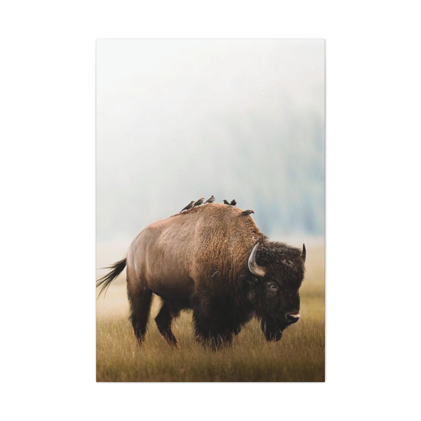 Bison Carrying Birds Wall Art & Canvas Prints