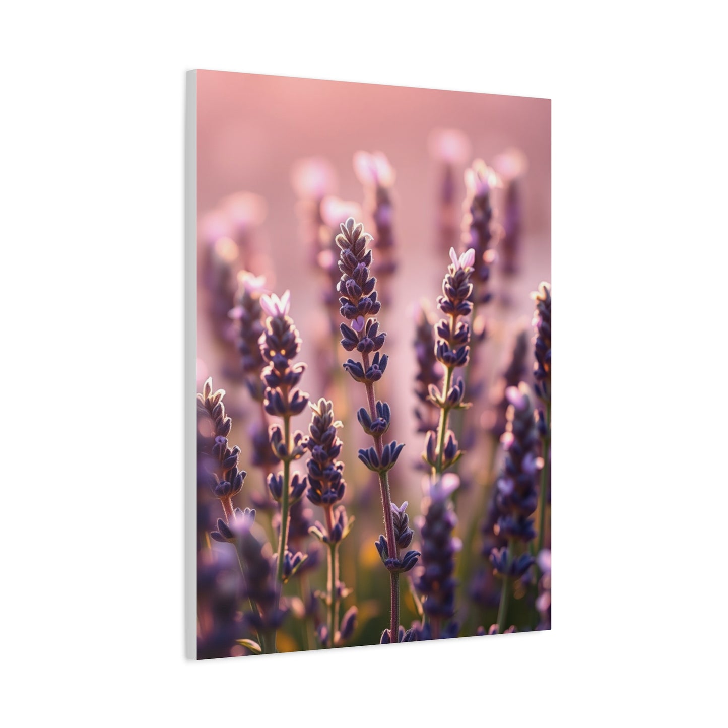 Collection Lavender Herb Art Wall Art & Canvas Print