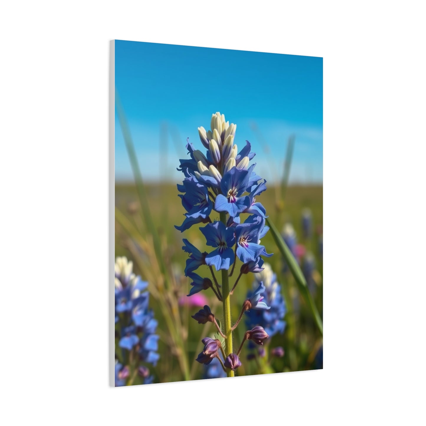 Bluebonnet Flower Art Supreme Canvas Gallery Wall Art & Canvas Print