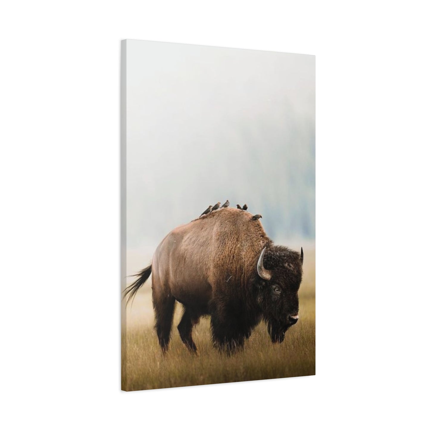 Bison Carrying Birds Wall Art & Canvas Prints