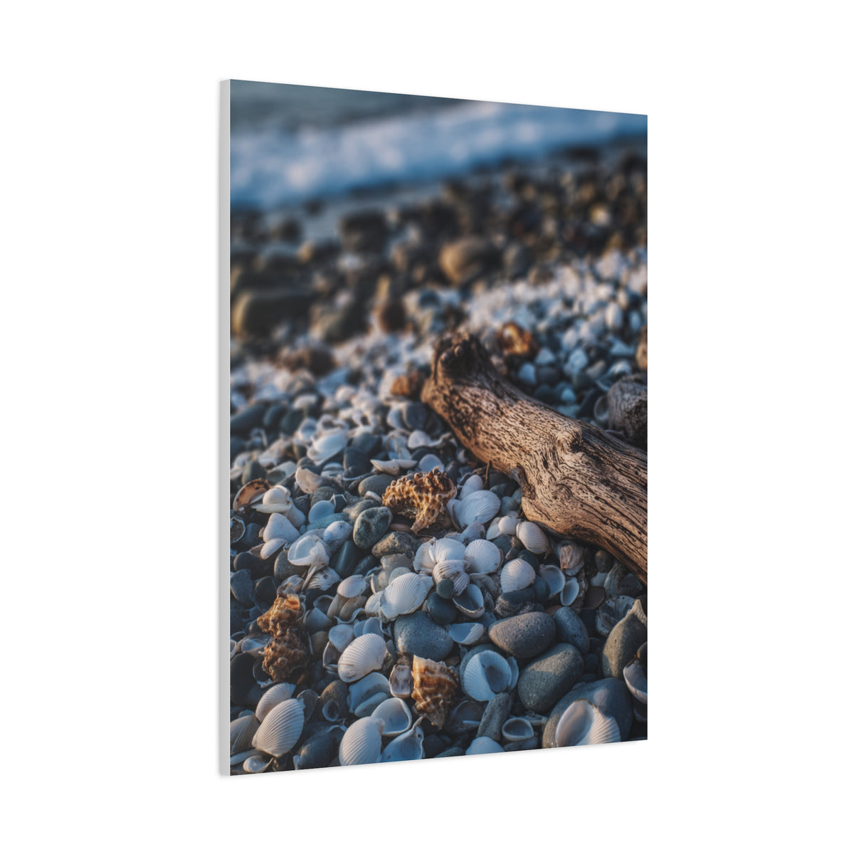 Rocky Shoreline with Seashells and Driftwood Wall Art & Canvas Print