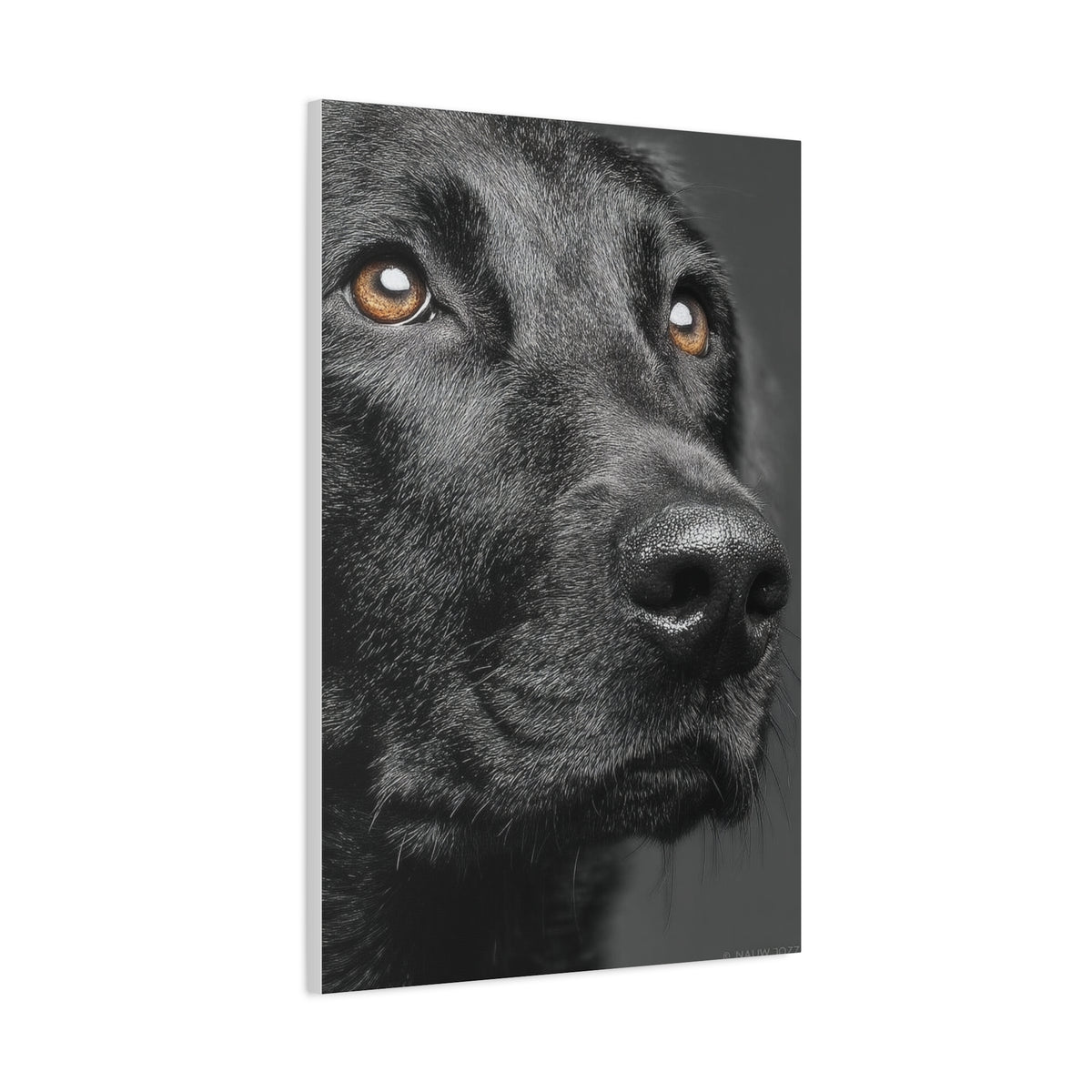 Black Labrador Fine Art Close-Up Wall Art & Canvas Print