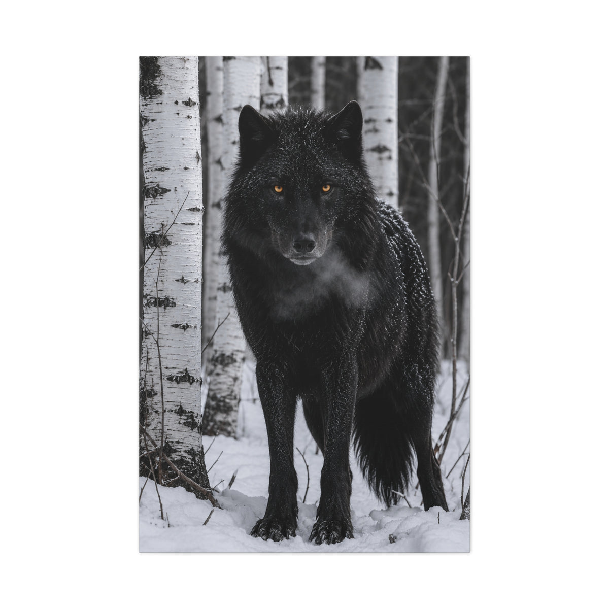 Midnight Black Wolf Aspen Forest Portrait Wall Art & Canvas Print