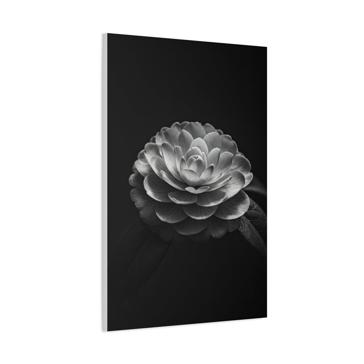 Full Bloom Camellia in Deep Contrast Wall Art & Canvas Prints