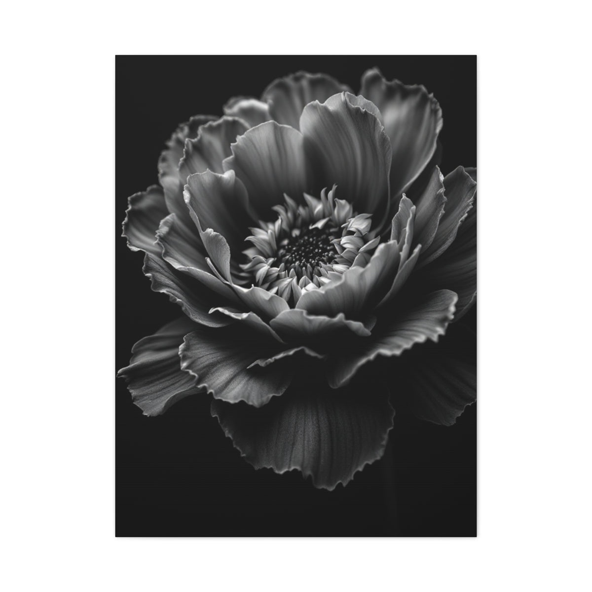 Layered Peony in Soft Shadow Wall Art & Canvas Prints