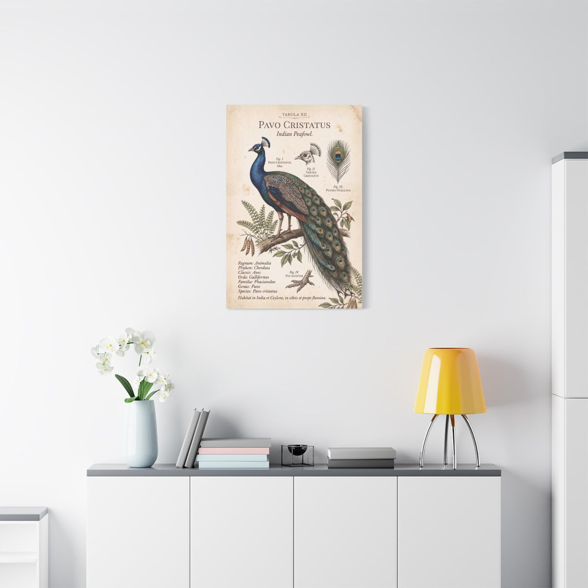 Vintage Natural History Peacock Study Wall Art & Canvas Print