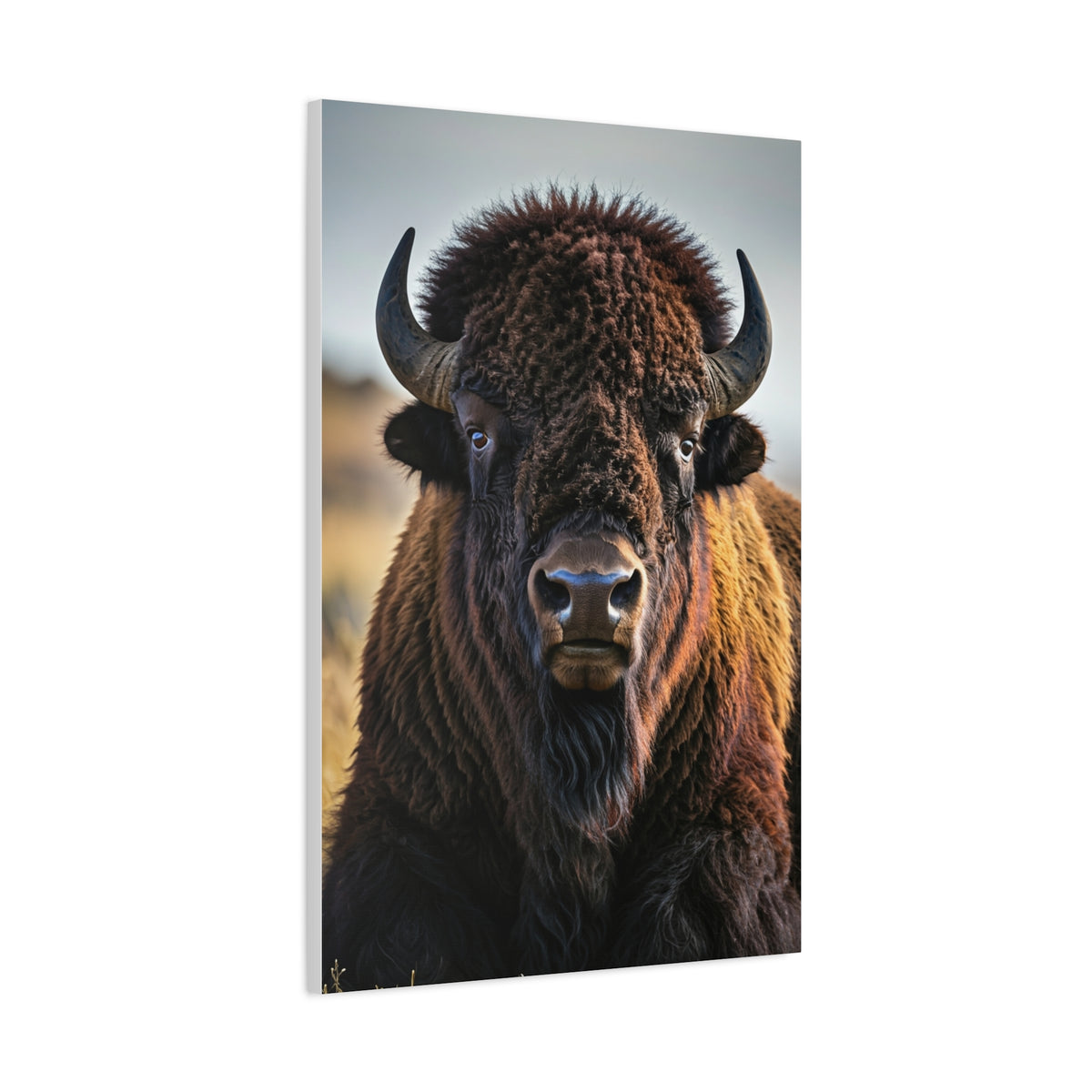 Symmetrical American Bison Portrait with Overcast Lighting Wall Art & Canvas Print