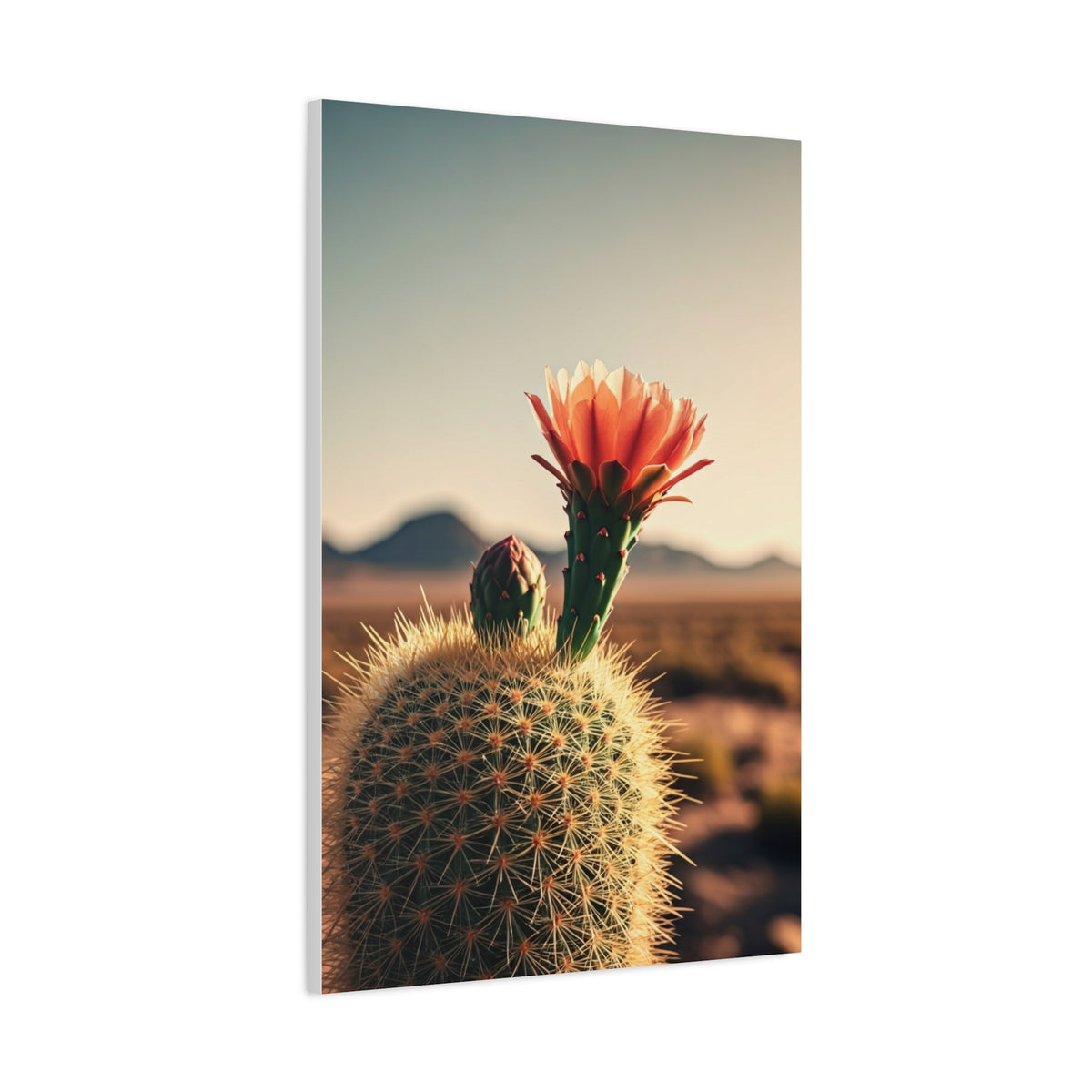 Golden Hour Desert Cactus Blossom Wall Art & Canvas Prints