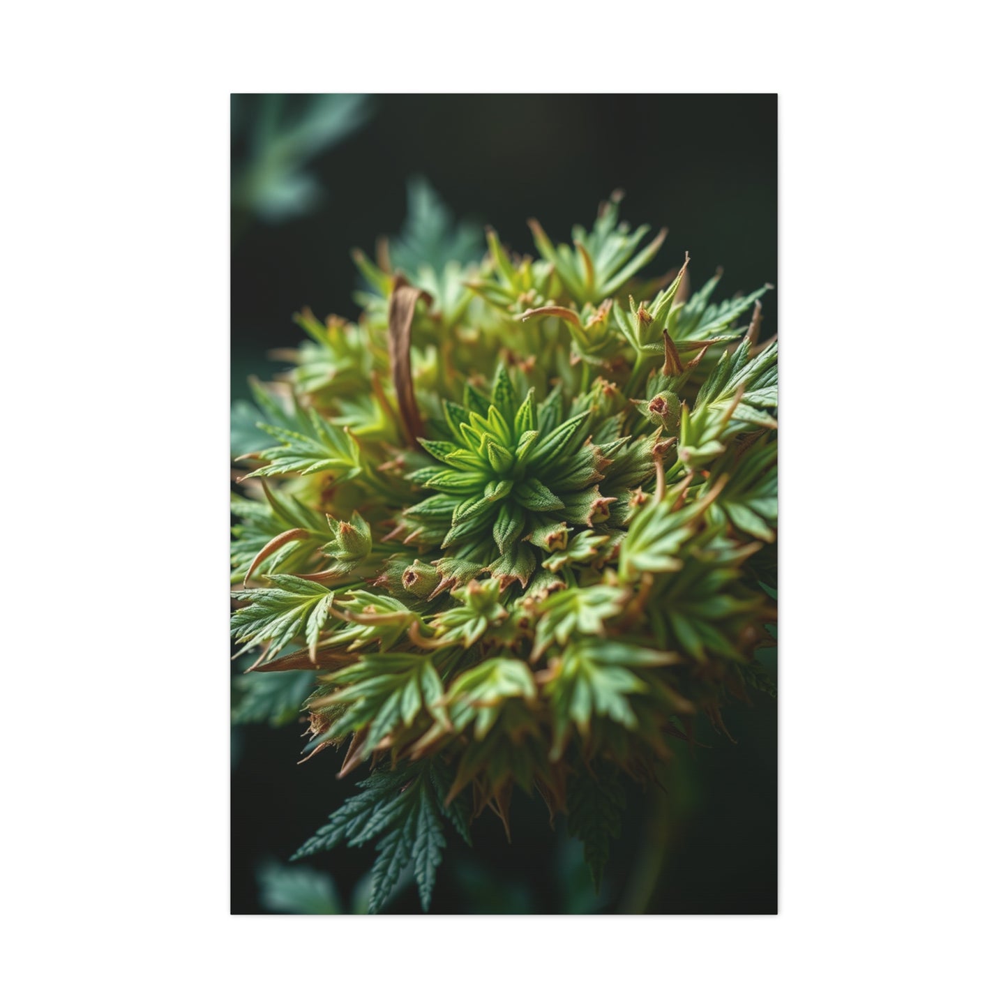 Herb Art Luxury Canvas Wall Art & Canvas Print