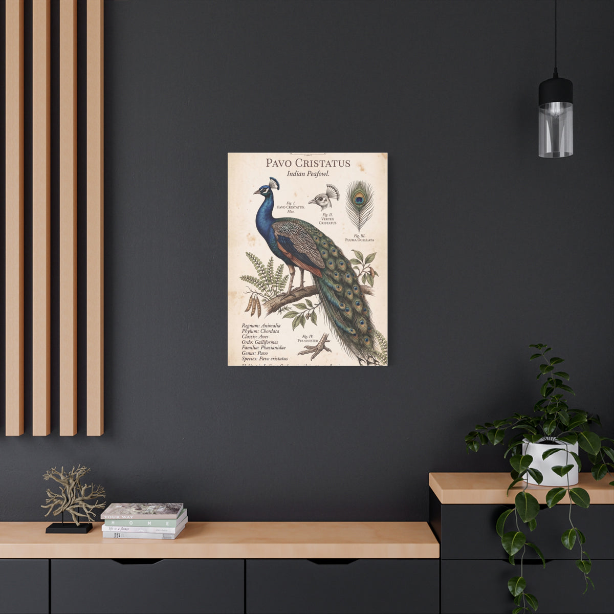 Vintage Natural History Peacock Study Wall Art & Canvas Print