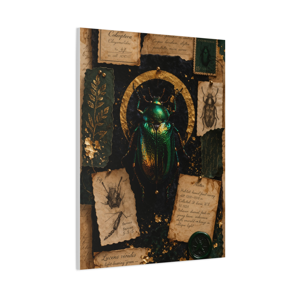 Cabinet of Curiosities Insect Study Wall Art & Canvas Print