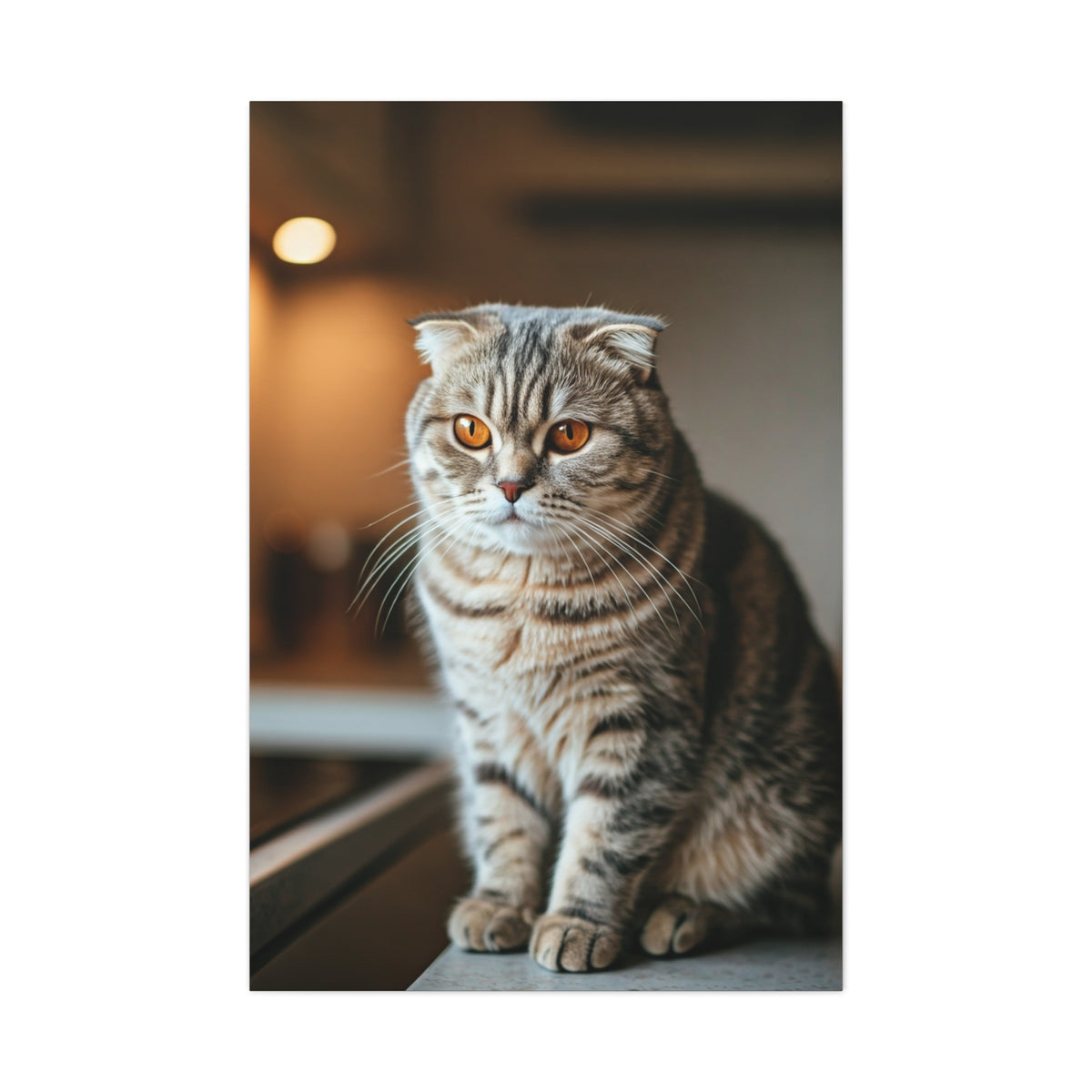 Scottish Fold Tabby Cat Wall Art & Canvas Prints