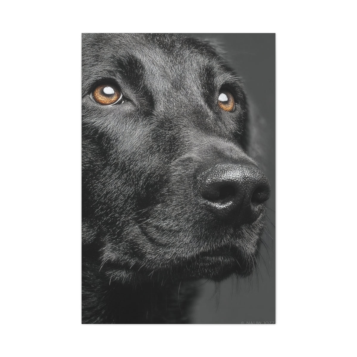 Black Labrador Fine Art Close-Up Wall Art & Canvas Print