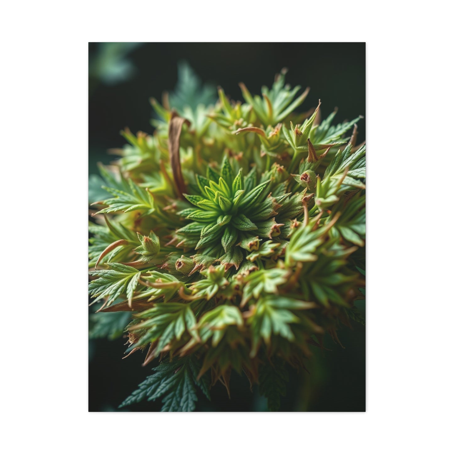 Herb Art Luxury Canvas Wall Art & Canvas Print