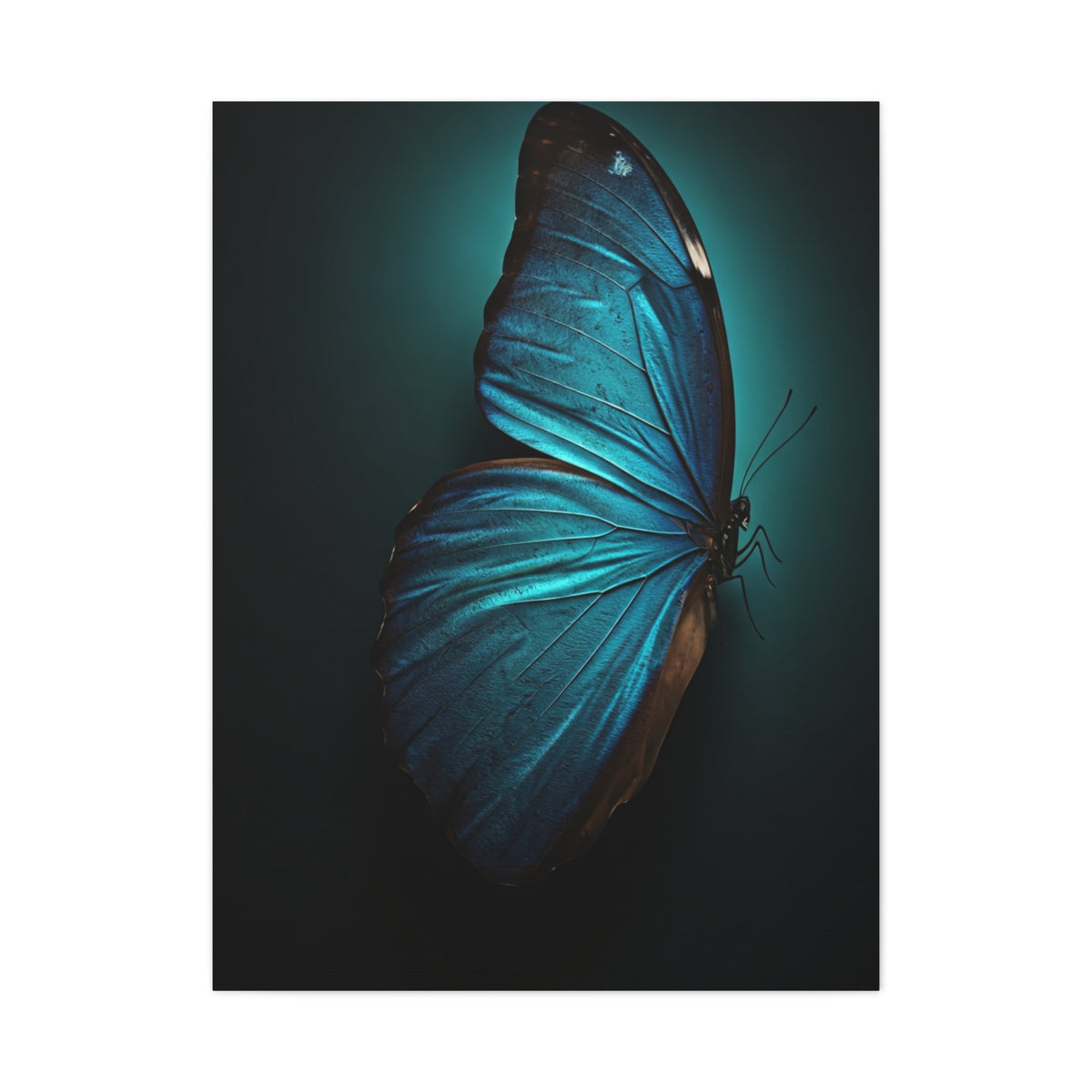 Blue Morpho Butterfly Side Profile Study Wall Art & Canvas Prints