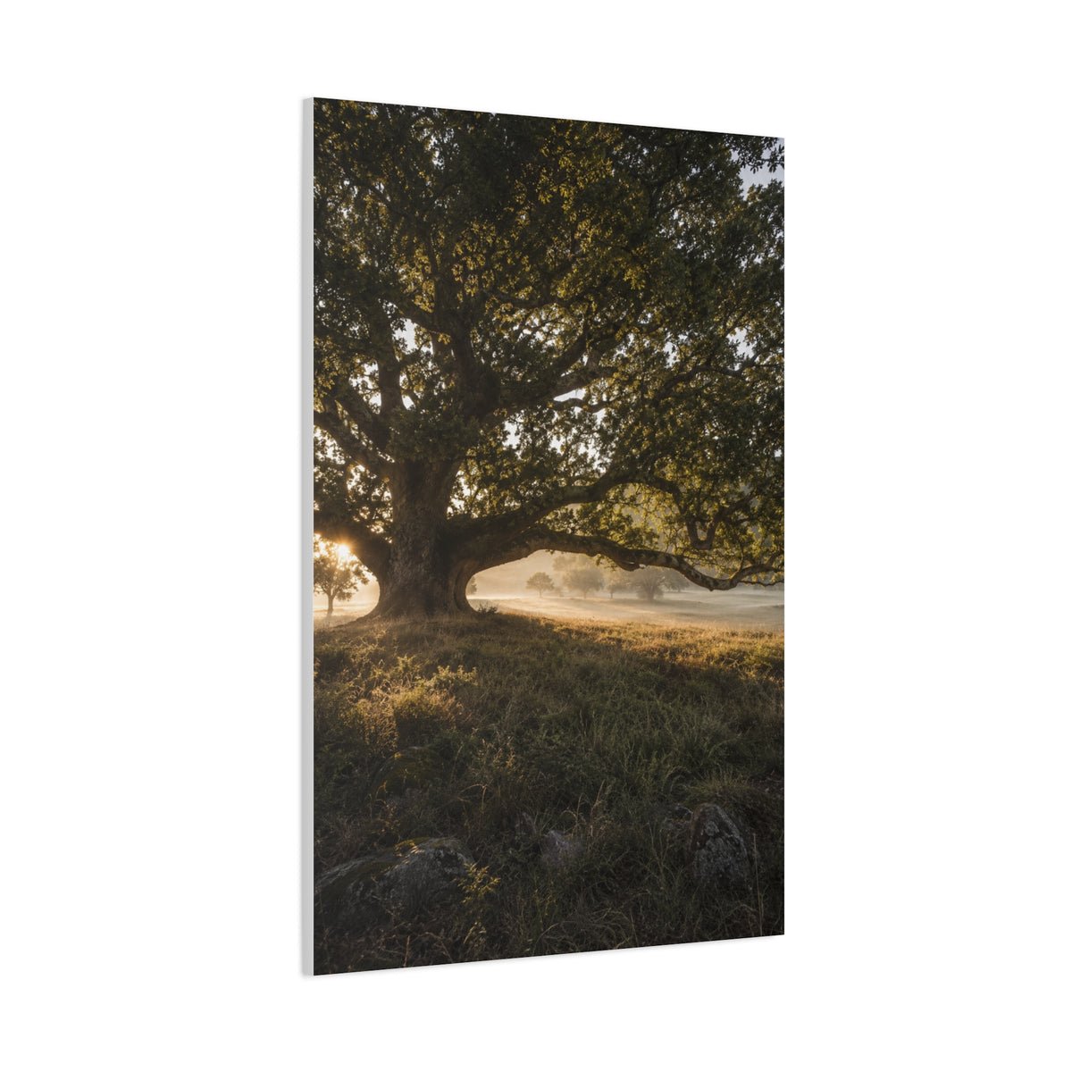 Ancient Oak Golden Dawn Landscape Trees Wall Art & Canvas Print