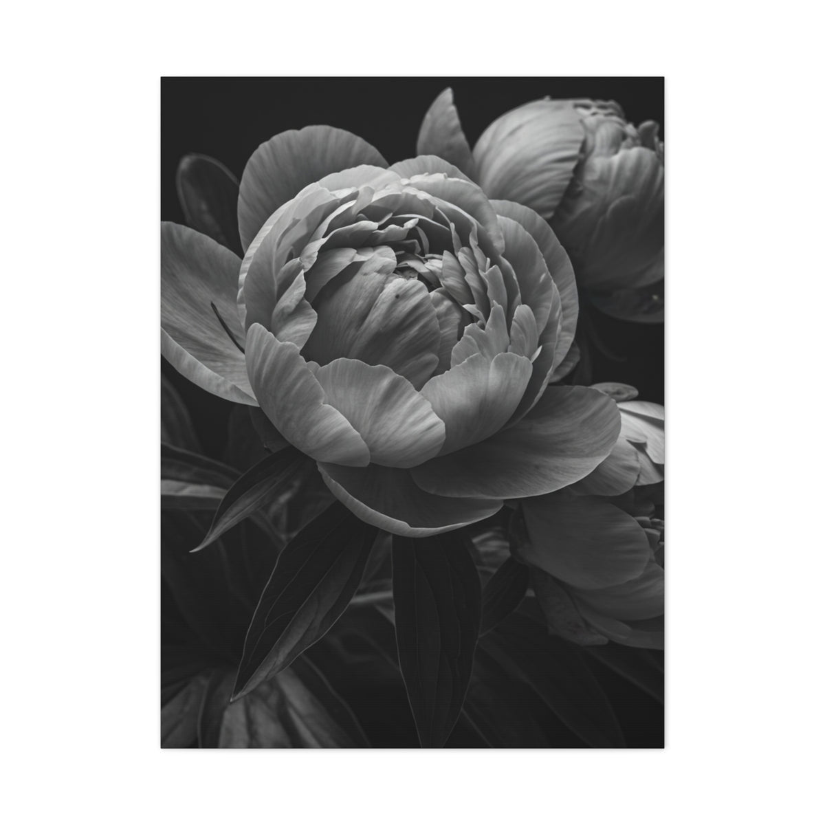 Peony Close-Up in Black and White Wall Art & Canvas Prints
