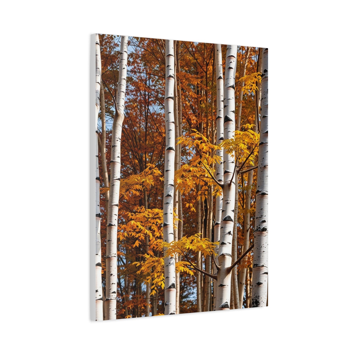 Aspen Tree Art Refined Canvas Wall Art & Canvas Print