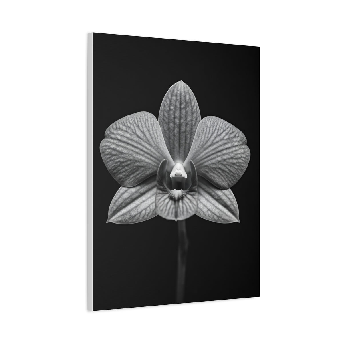 Orchid Serenity Study Wall Art & Canvas Prints
