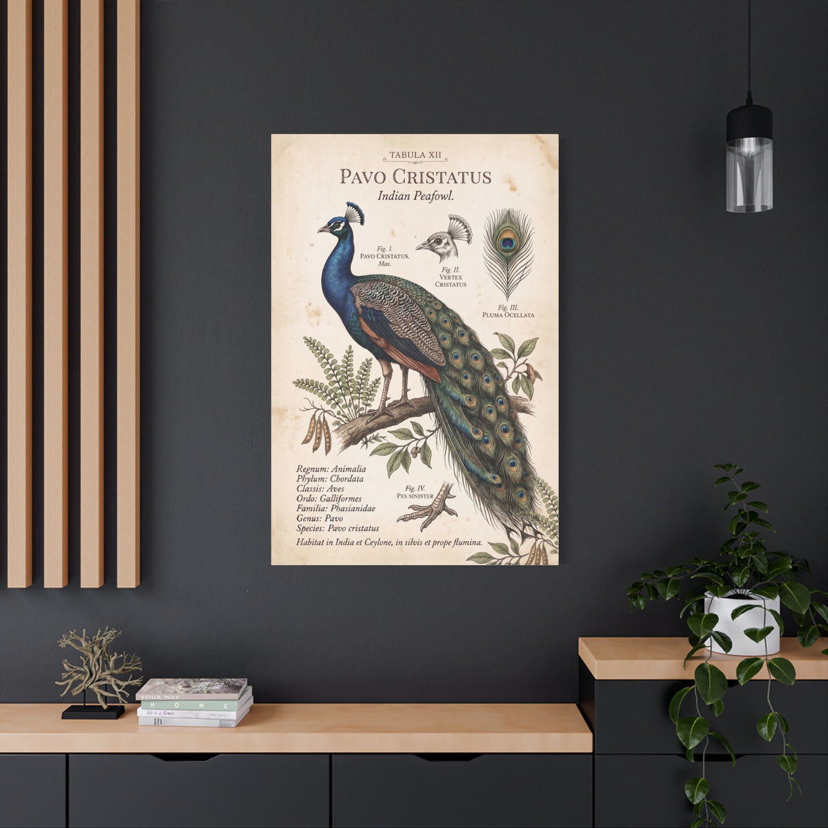 Vintage Natural History Peacock Study Wall Art & Canvas Print