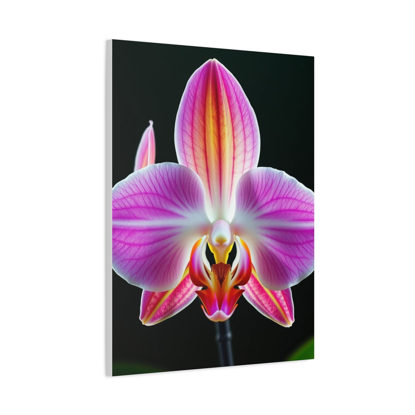 Orchid Flower Art Supreme Gallery Wall Art & Canvas Print