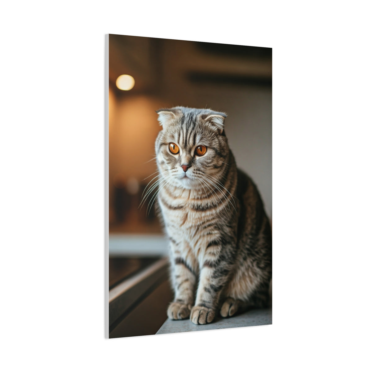 Scottish Fold Tabby Cat Wall Art & Canvas Prints