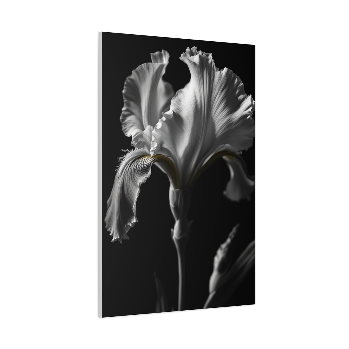 Elegant Iris in Shadowed Light Wall Art & Canvas Prints