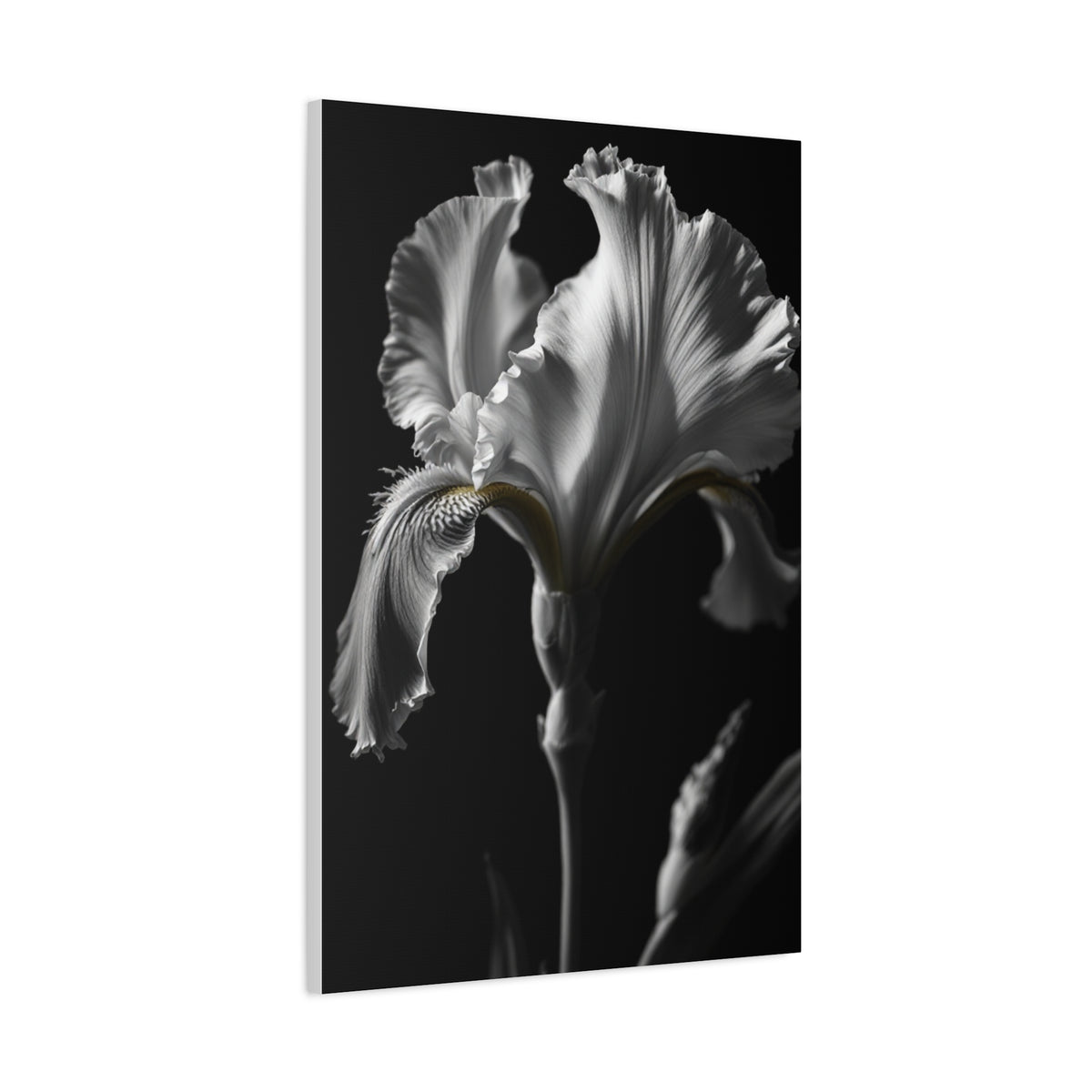 Elegant Iris in Shadowed Light Wall Art & Canvas Prints