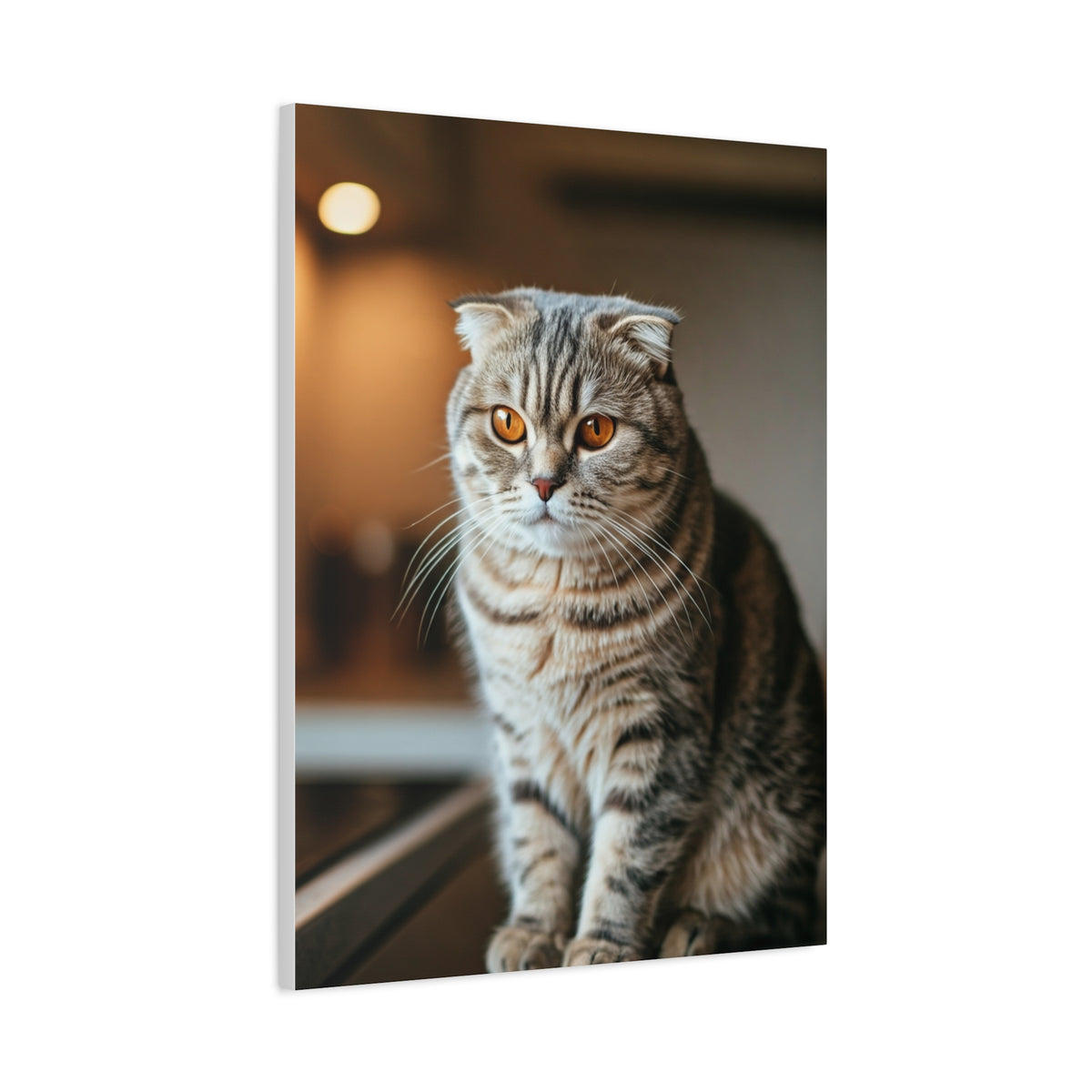 Scottish Fold Tabby Cat Wall Art & Canvas Prints