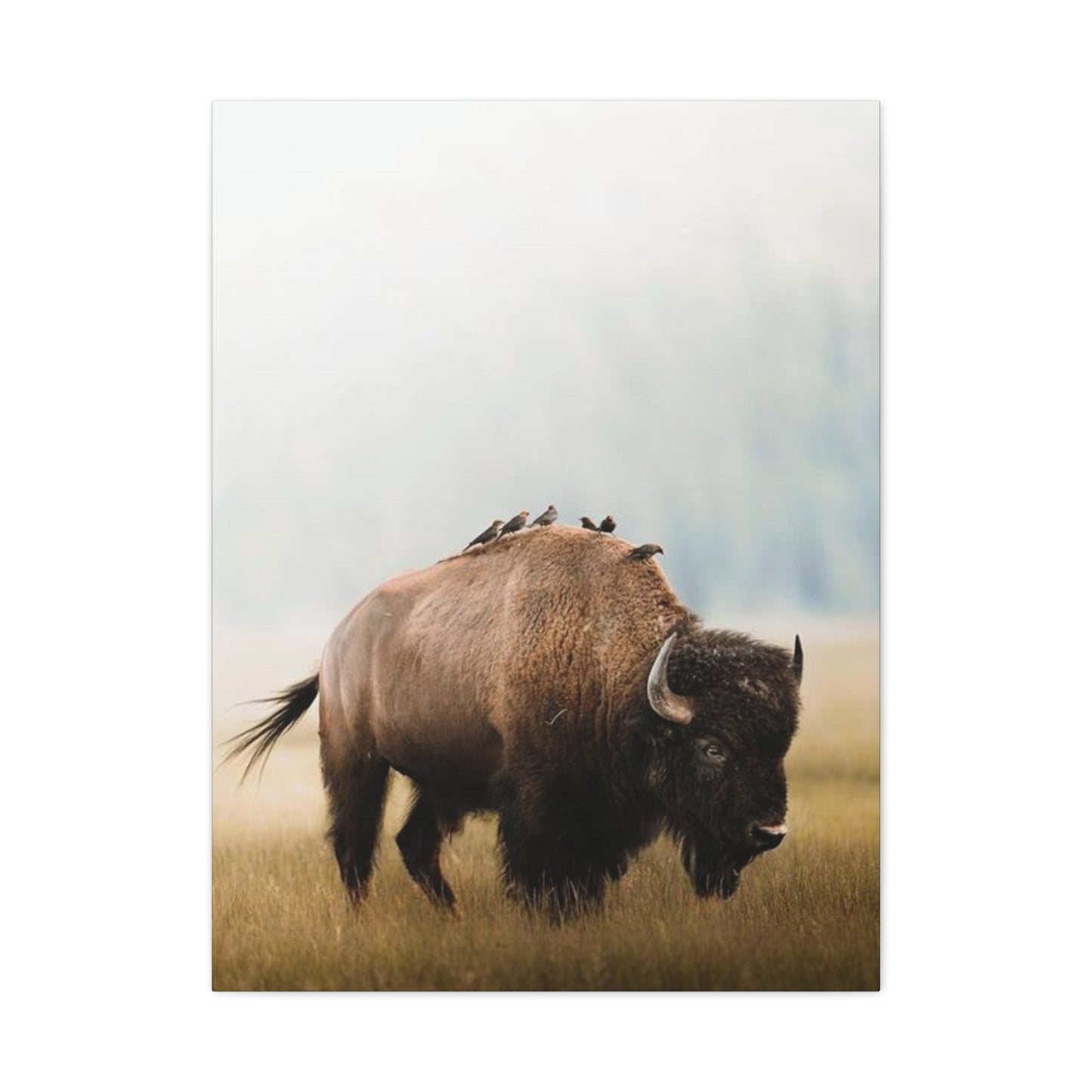 Bison Carrying Birds Wall Art & Canvas Prints