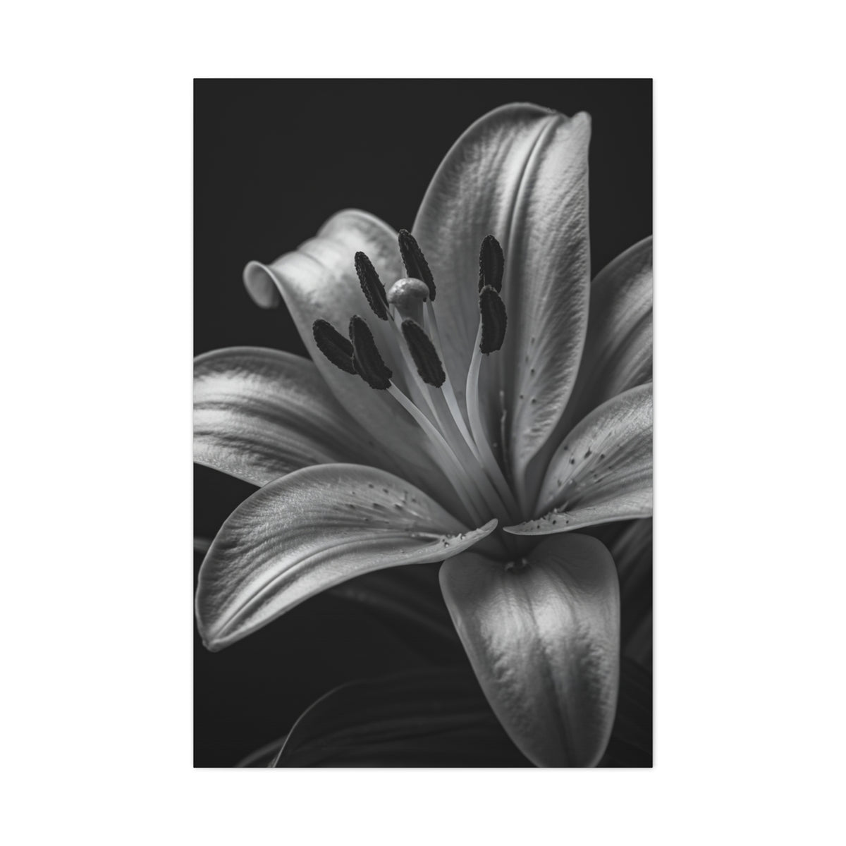 Lavender Silhouette in Low Light Wall Art & Canvas Prints