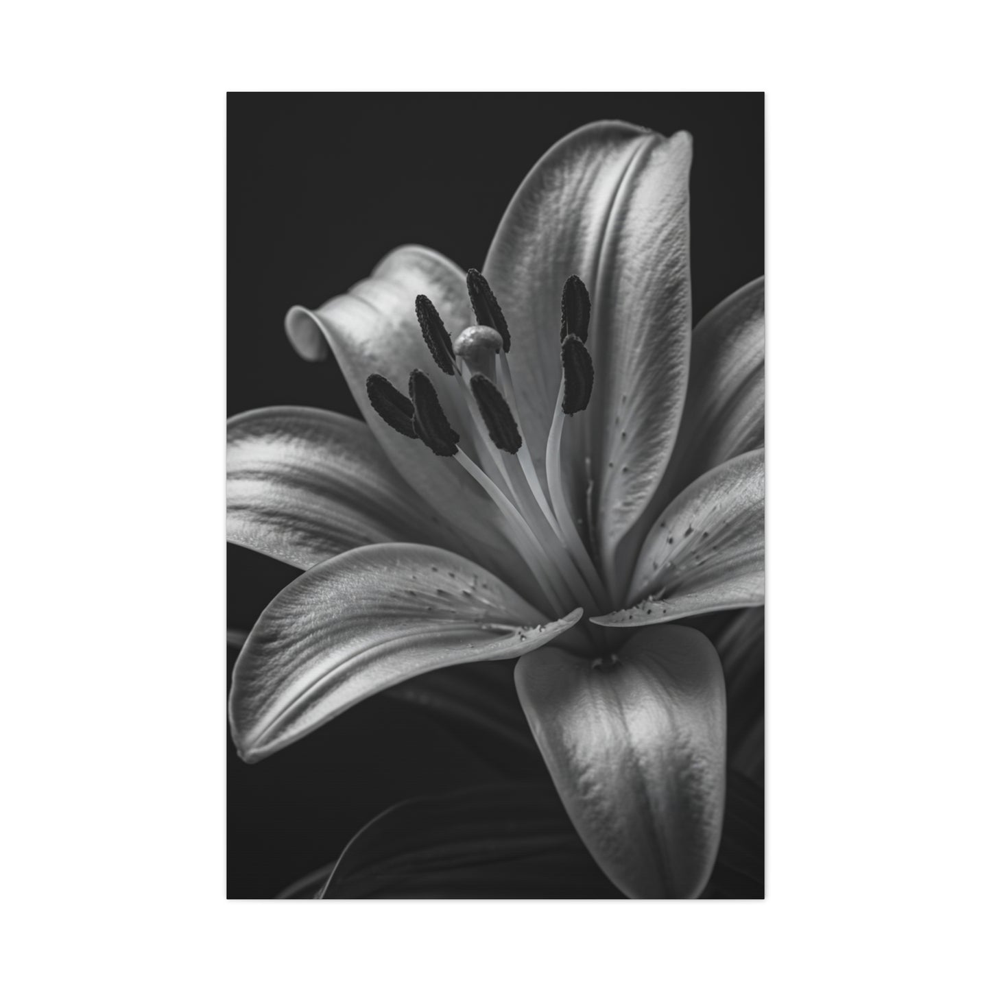Lavender Silhouette in Low Light Wall Art & Canvas Prints